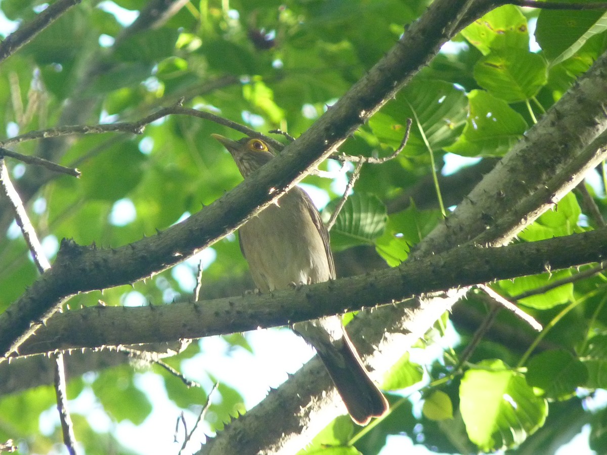 Spectacled Thrush - ML638435349