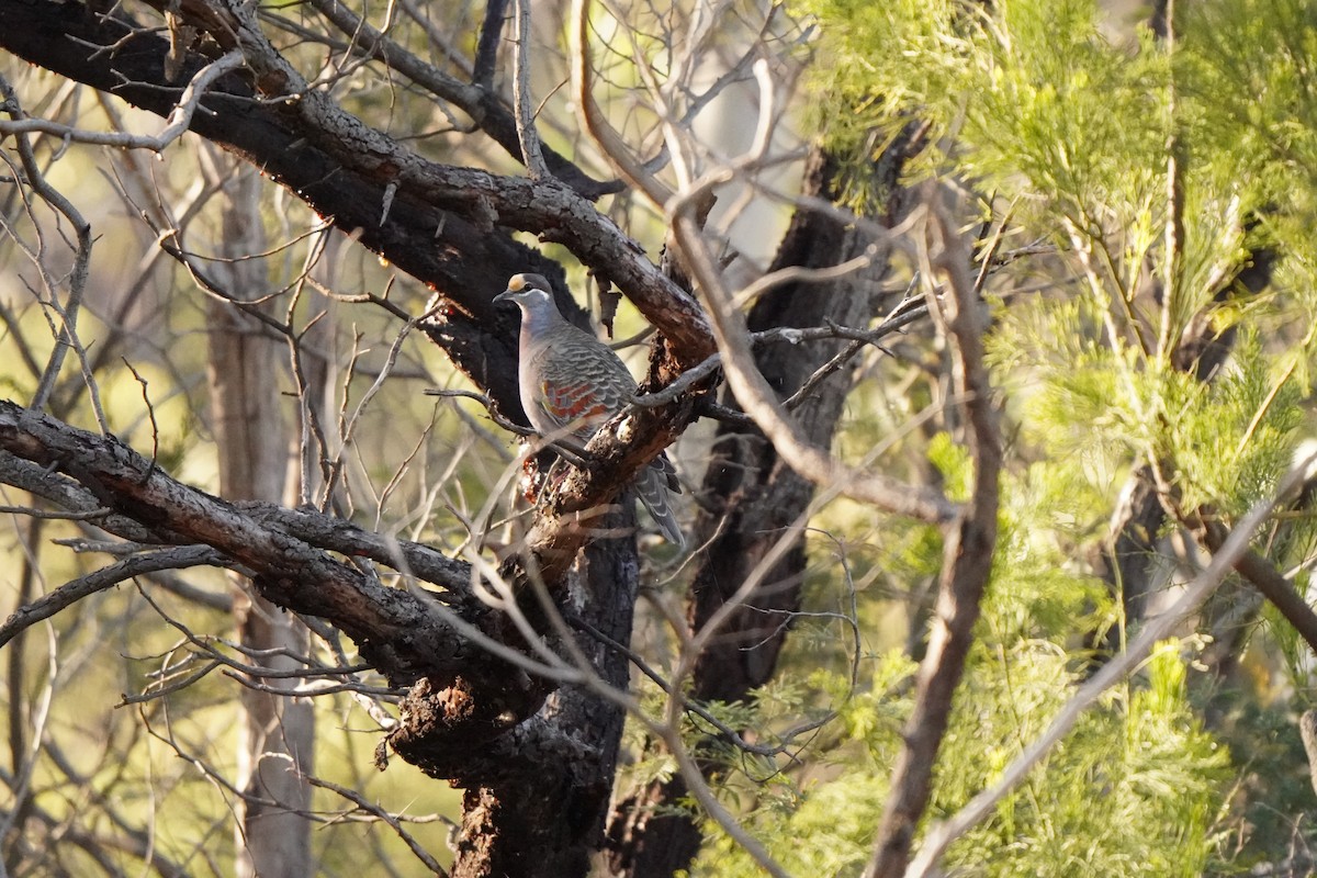 Common Bronzewing - ML638435375