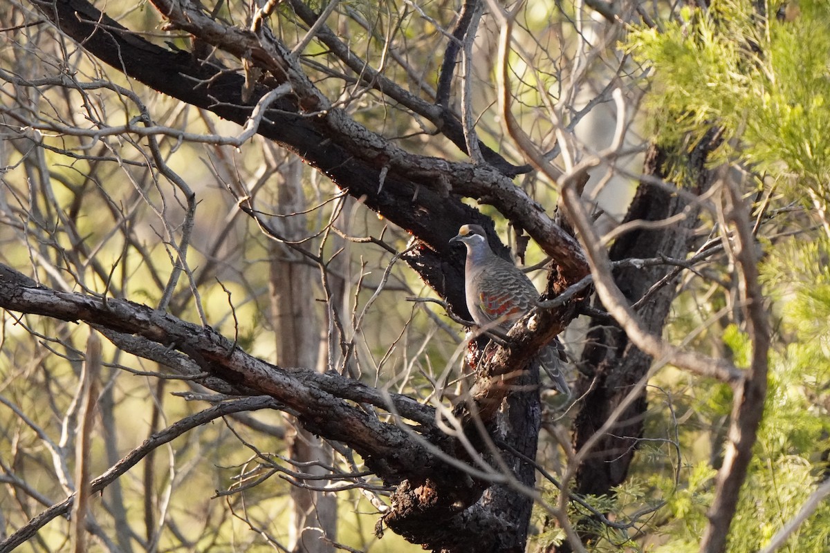 Common Bronzewing - ML638435376