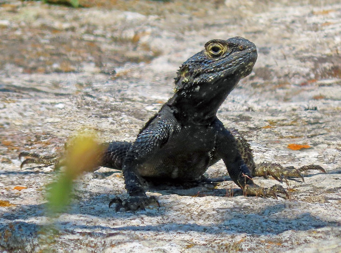 Roughtail Rock Agama - ML638435385