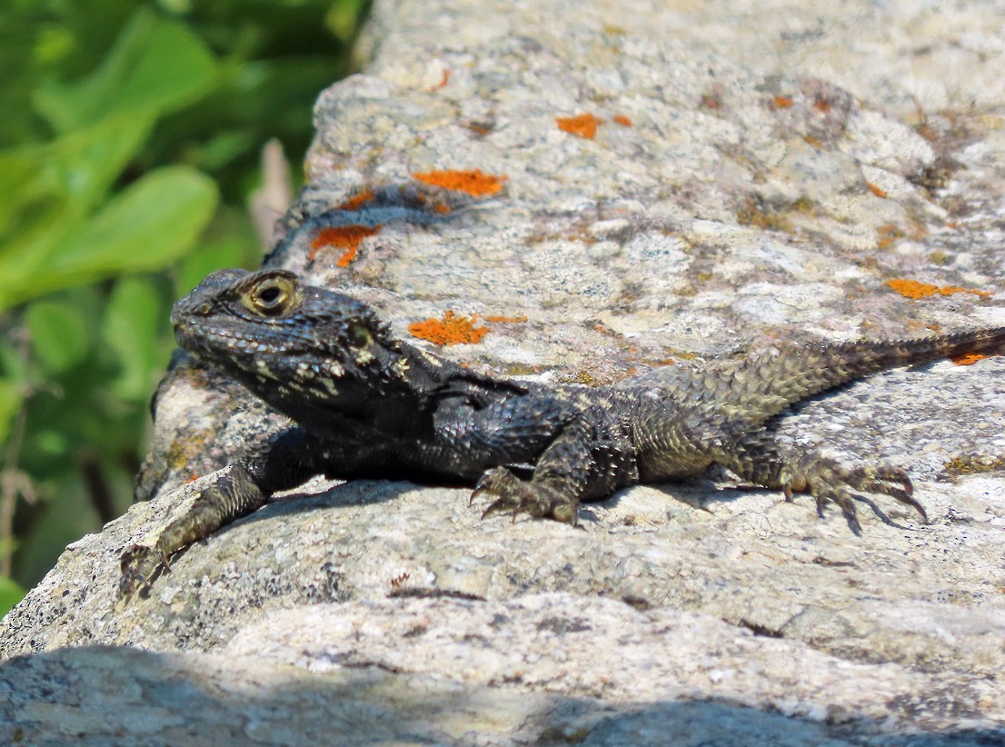 Roughtail Rock Agama - ML638435386