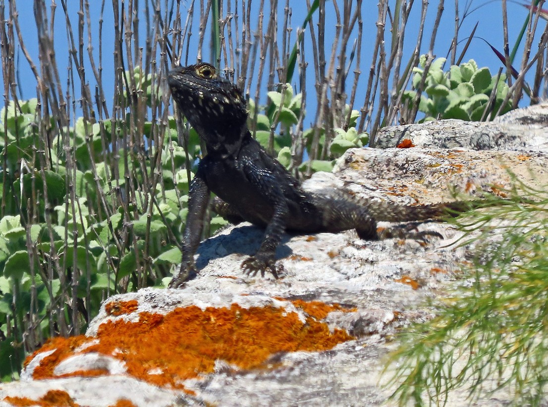 Roughtail Rock Agama - ML638435387