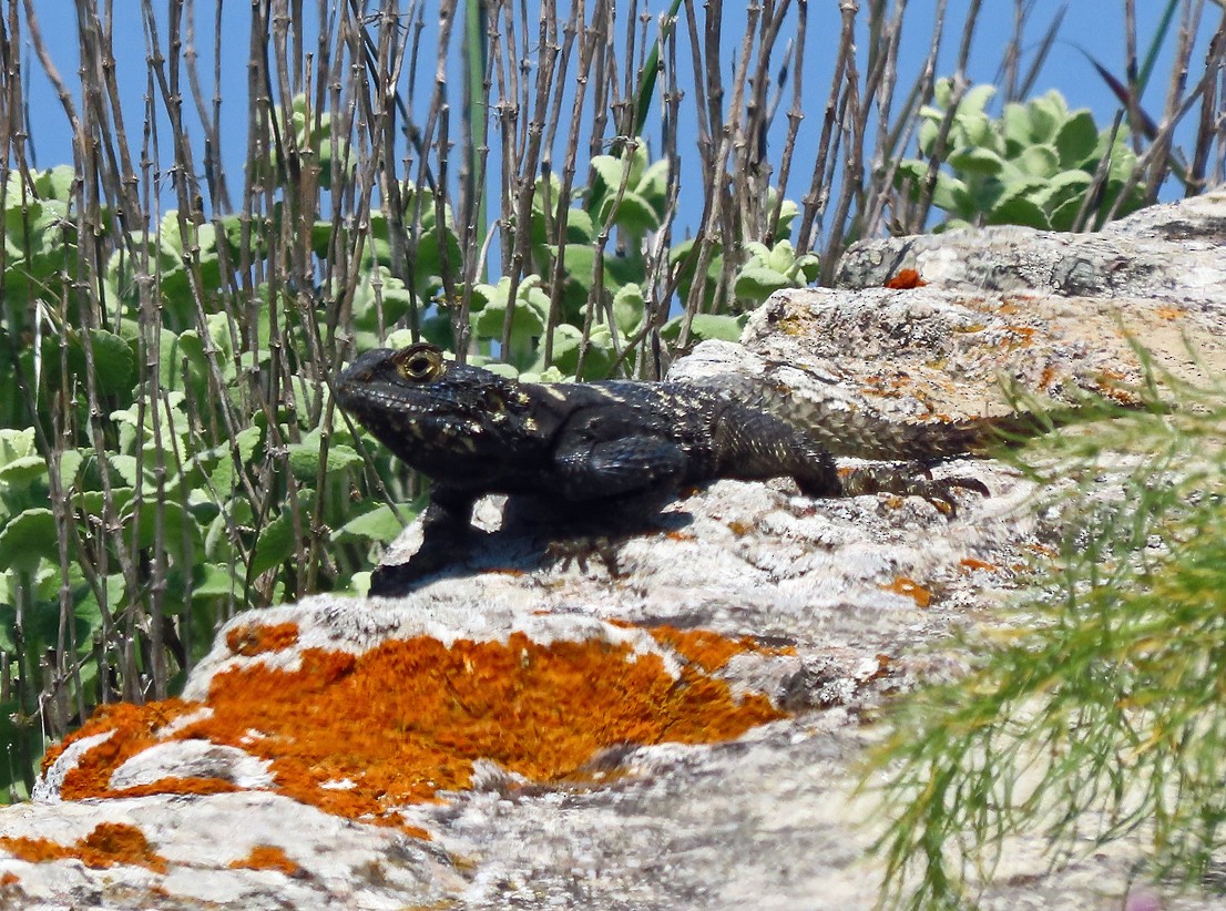 Roughtail Rock Agama - ML638435388