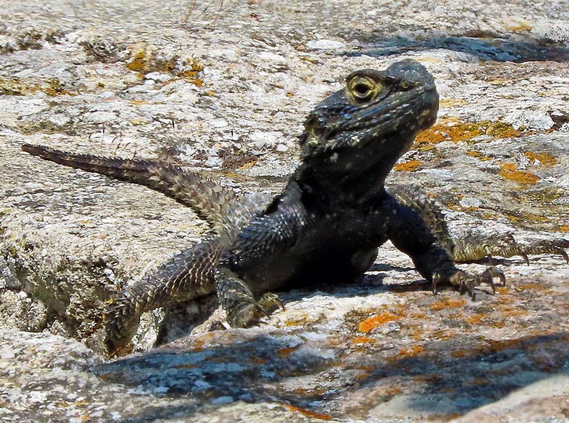 Roughtail Rock Agama - ML638435389