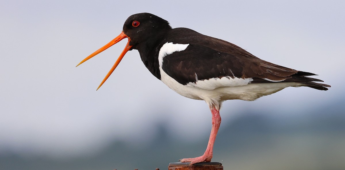 Eurasian Oystercatcher - ML638435442