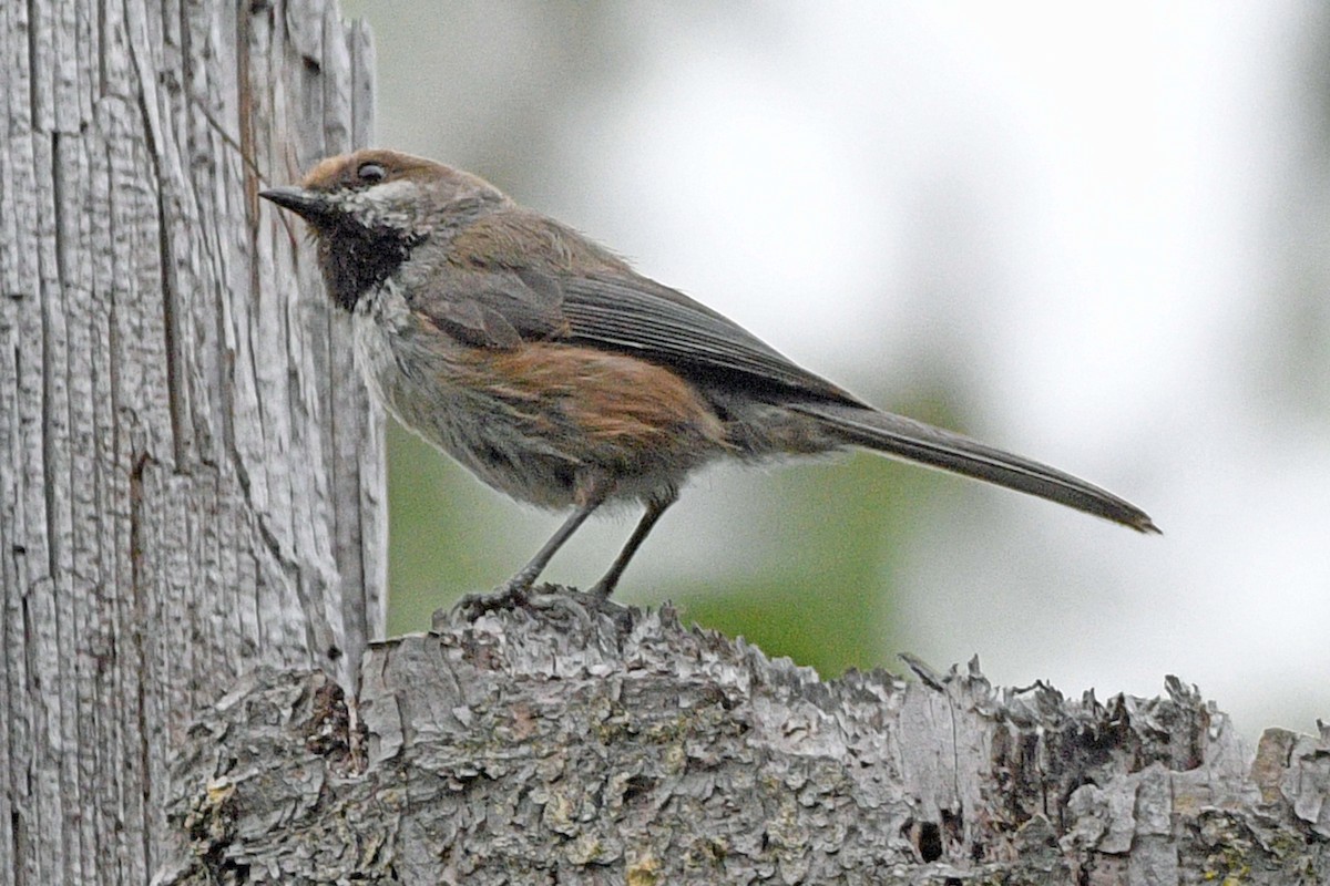 Boreal Chickadee - ML638435455