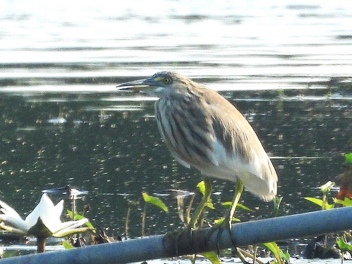 Chinese Pond-Heron - ML638435460