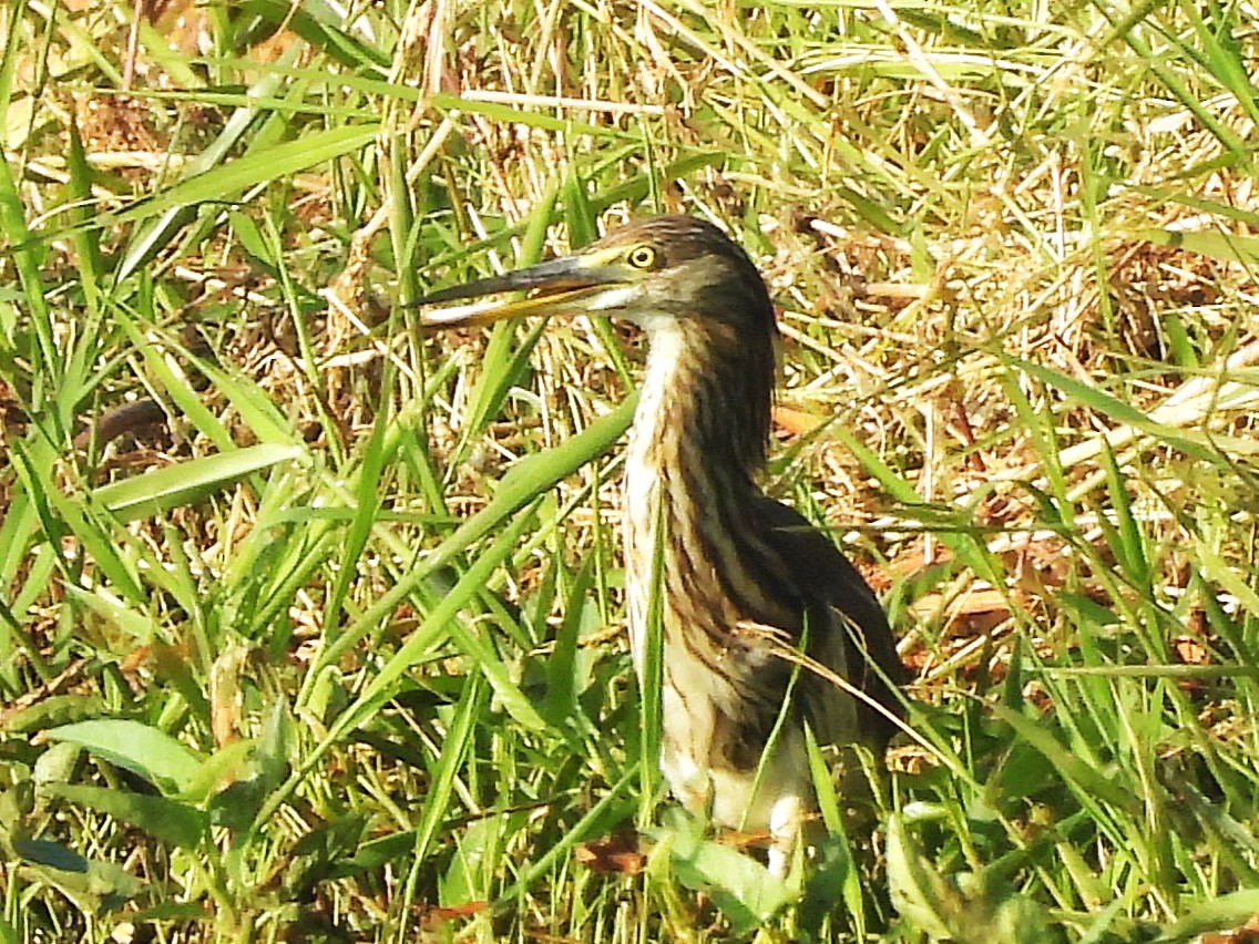 Chinese Pond-Heron - ML638435461