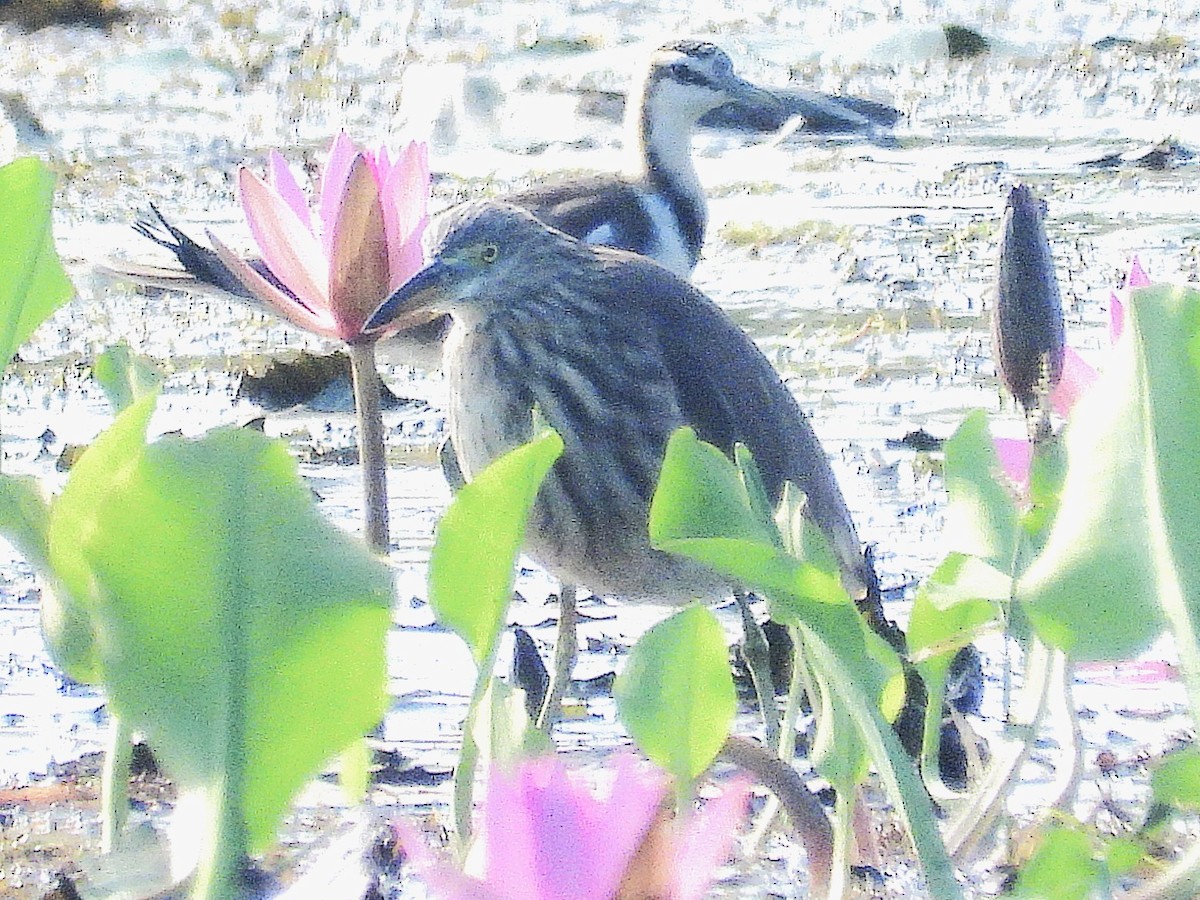 Chinese Pond-Heron - ML638435462