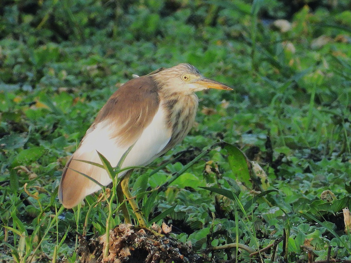 Chinese Pond-Heron - ML638435463