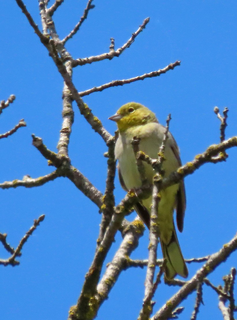 Cinereous Bunting - ML638435489
