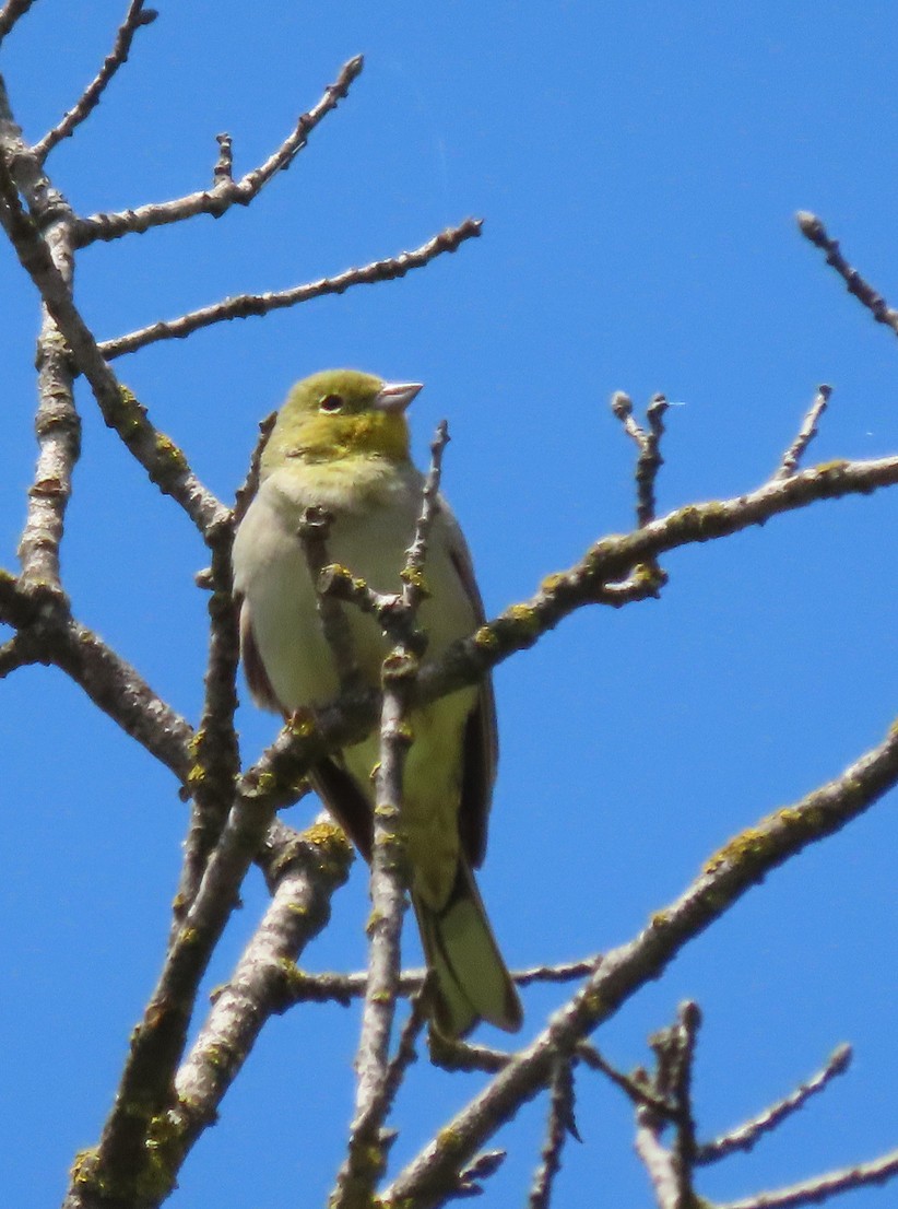 Cinereous Bunting - ML638435490