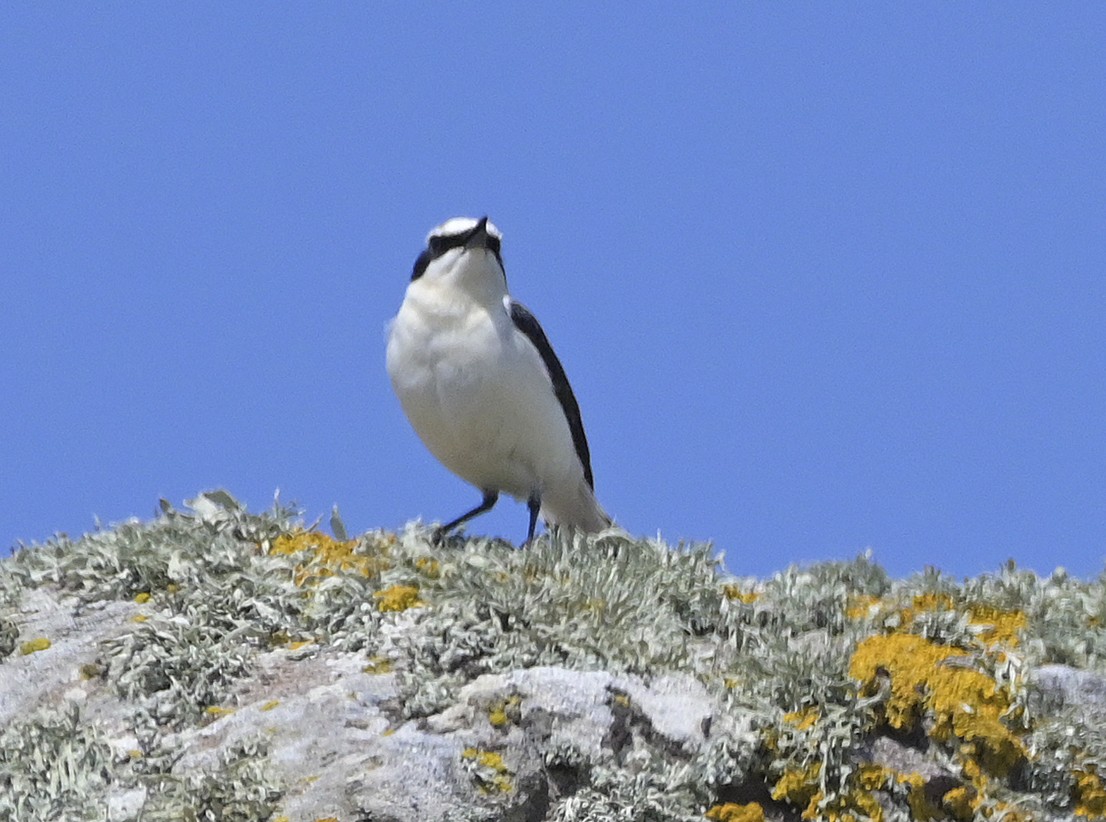 Eastern Black-eared Wheatear - ML638435520
