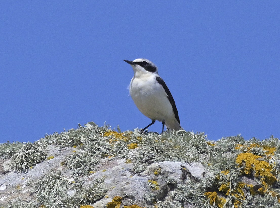 Eastern Black-eared Wheatear - ML638435521