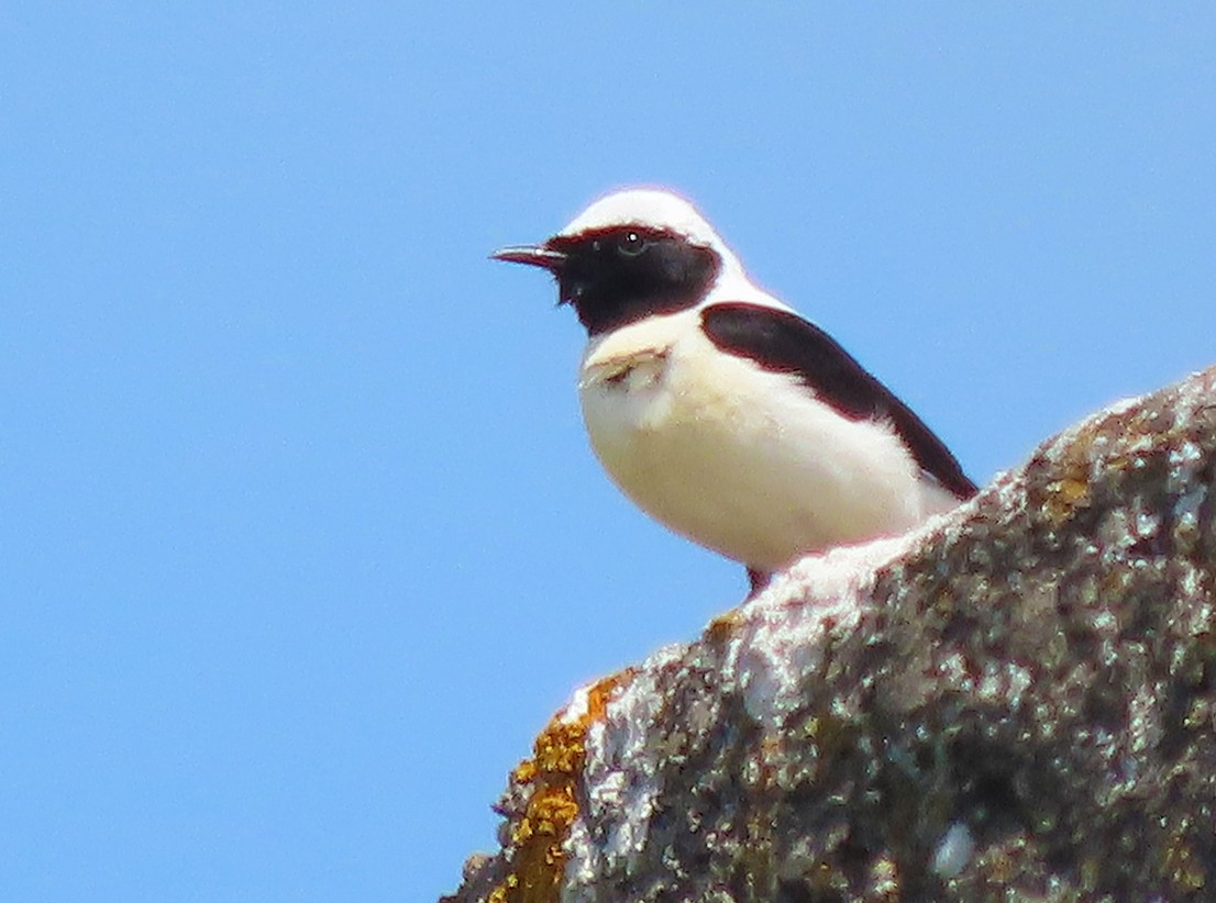 Eastern Black-eared Wheatear - ML638435522