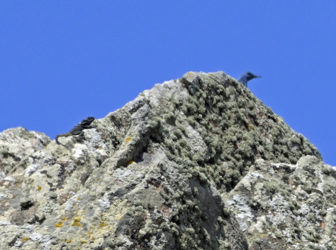 Blue Rock-Thrush - ML638435553