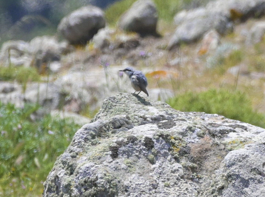 Western Rock Nuthatch - ML638435564
