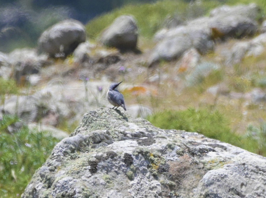 Western Rock Nuthatch - ML638435565