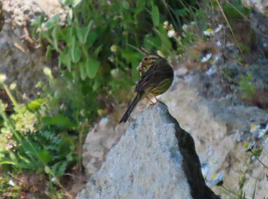 Cirl Bunting - ML638435581