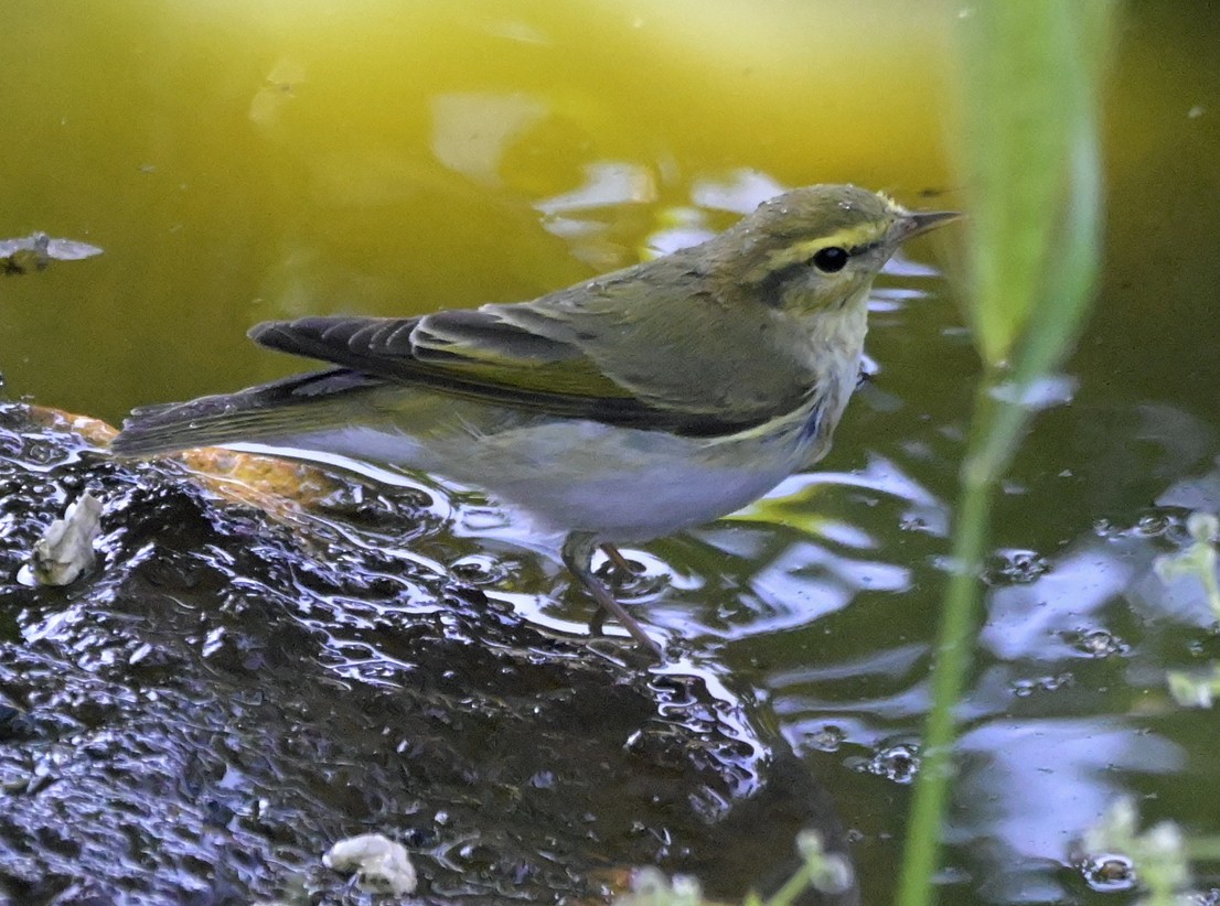 Wood Warbler - ML638435587