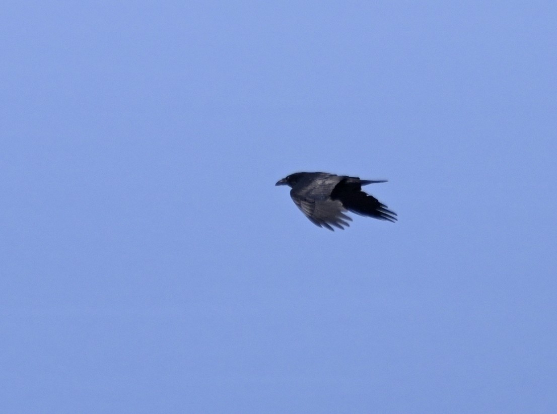 Common Raven - ML638435600