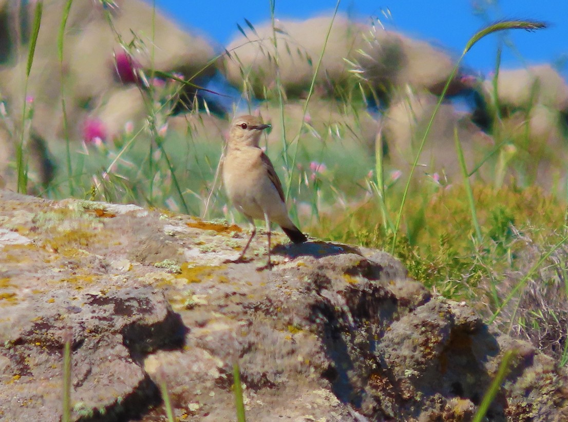 Isabelline Wheatear - ML638435690