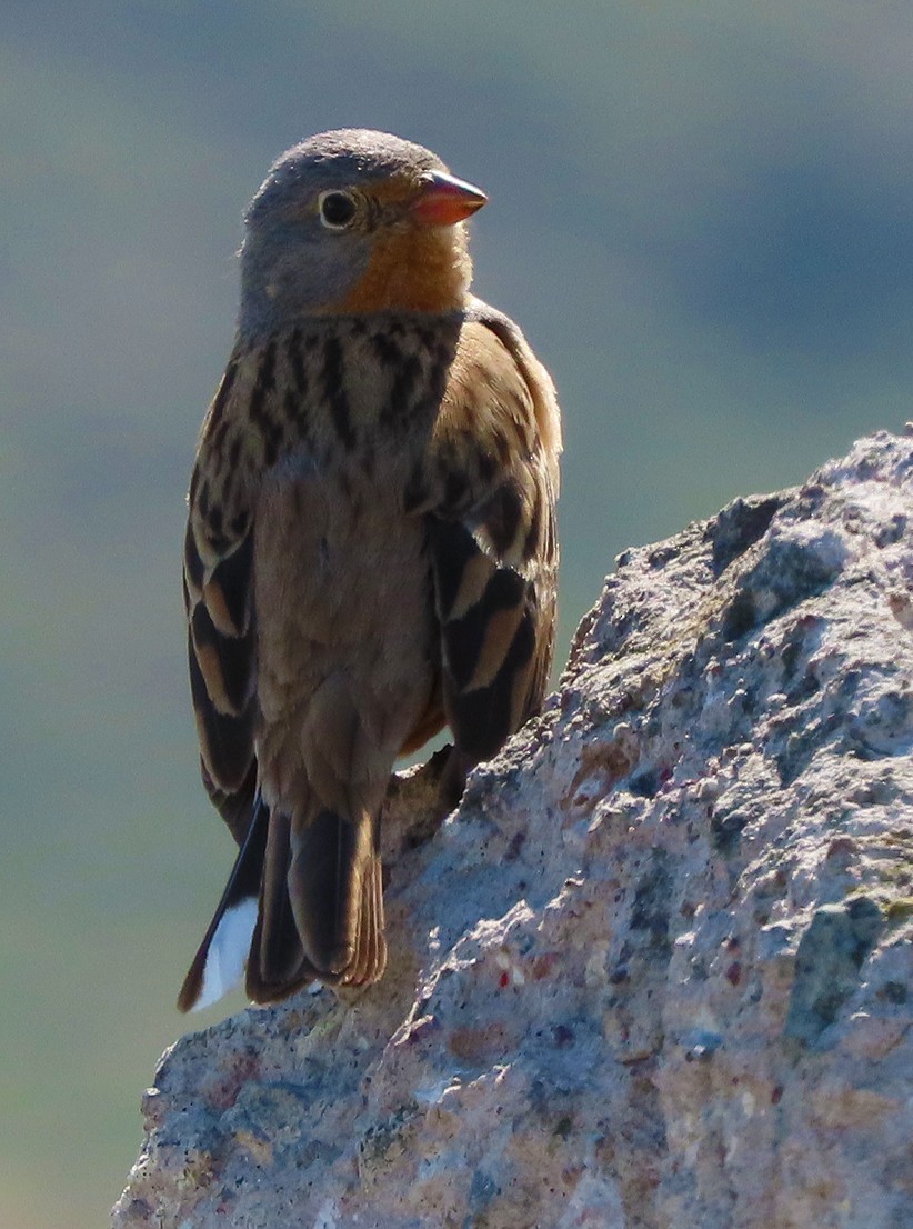 Cretzschmar's Bunting - ML638435781