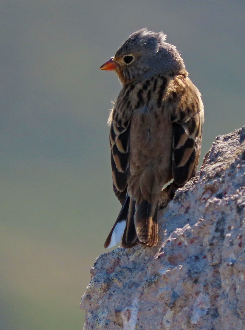 Cretzschmar's Bunting - ML638435782