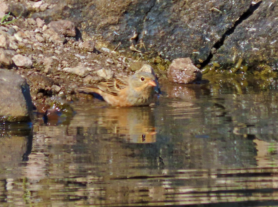 Cretzschmar's Bunting - ML638435783