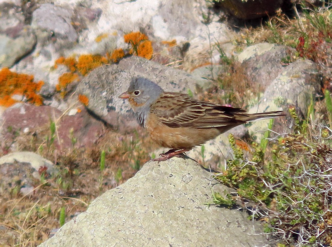 Cretzschmar's Bunting - ML638435785