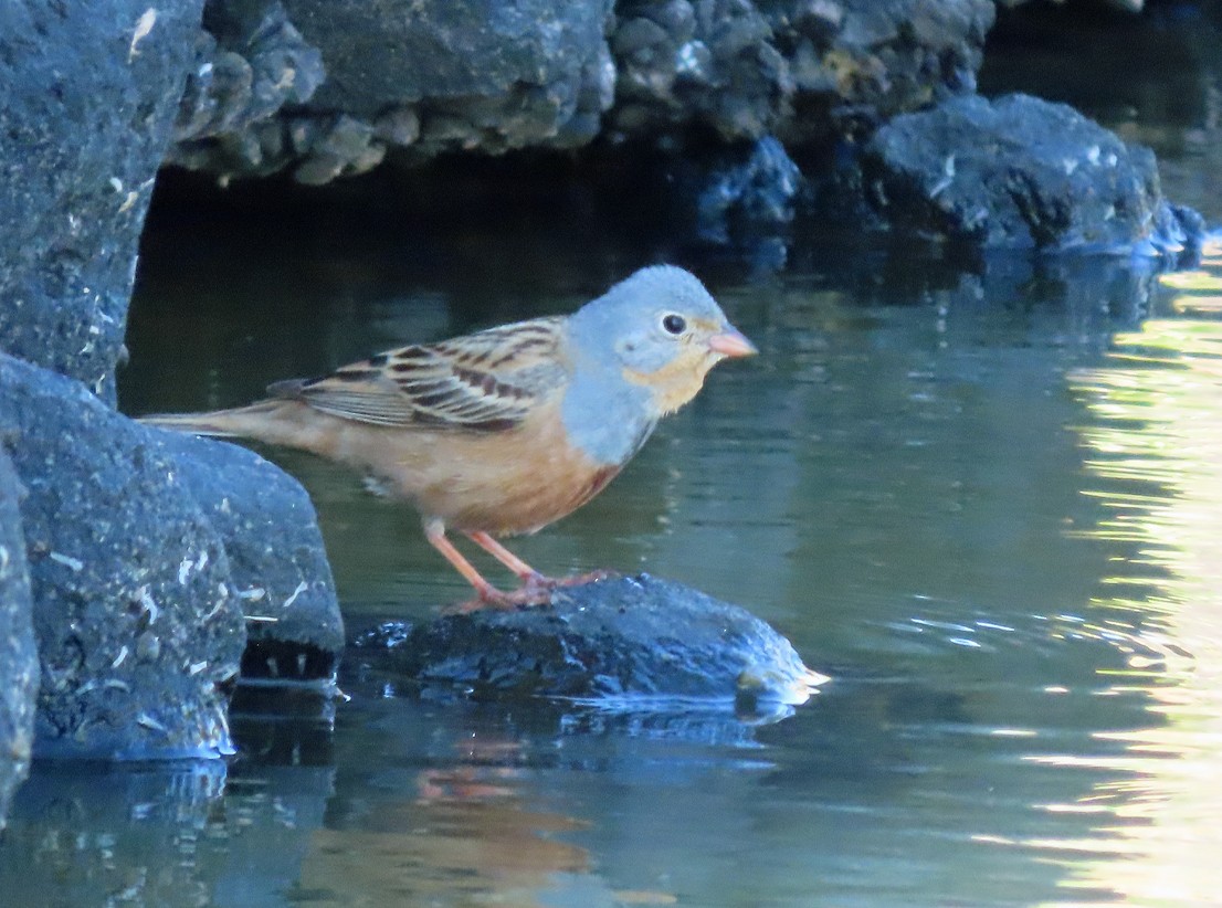 Cretzschmar's Bunting - ML638435786