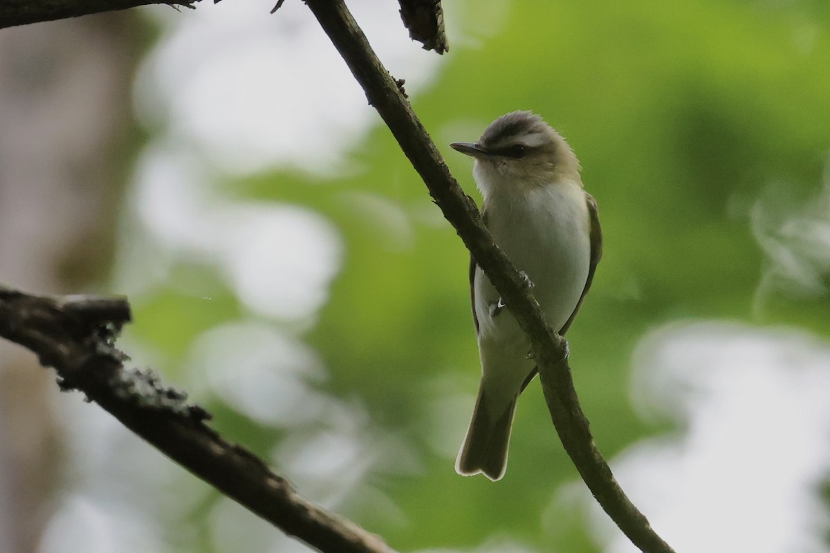 Red-eyed Vireo - ML638435797