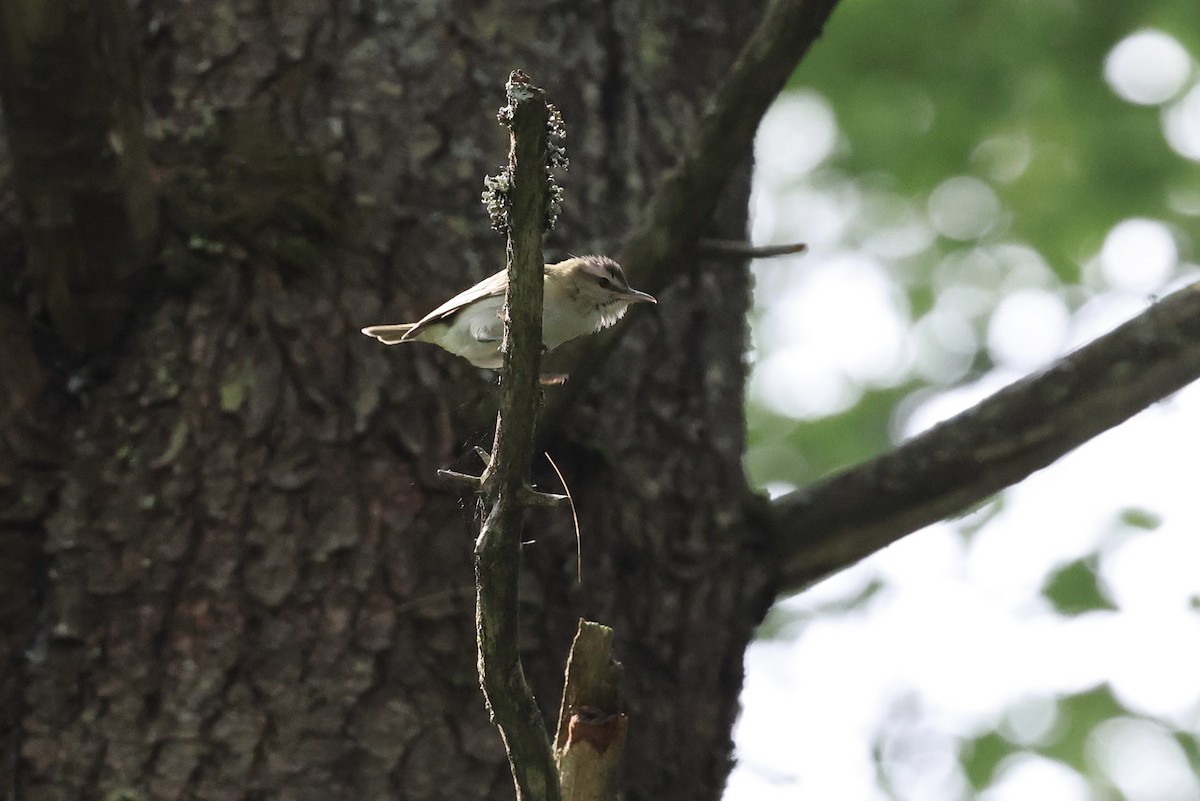 Red-eyed Vireo - ML638435799