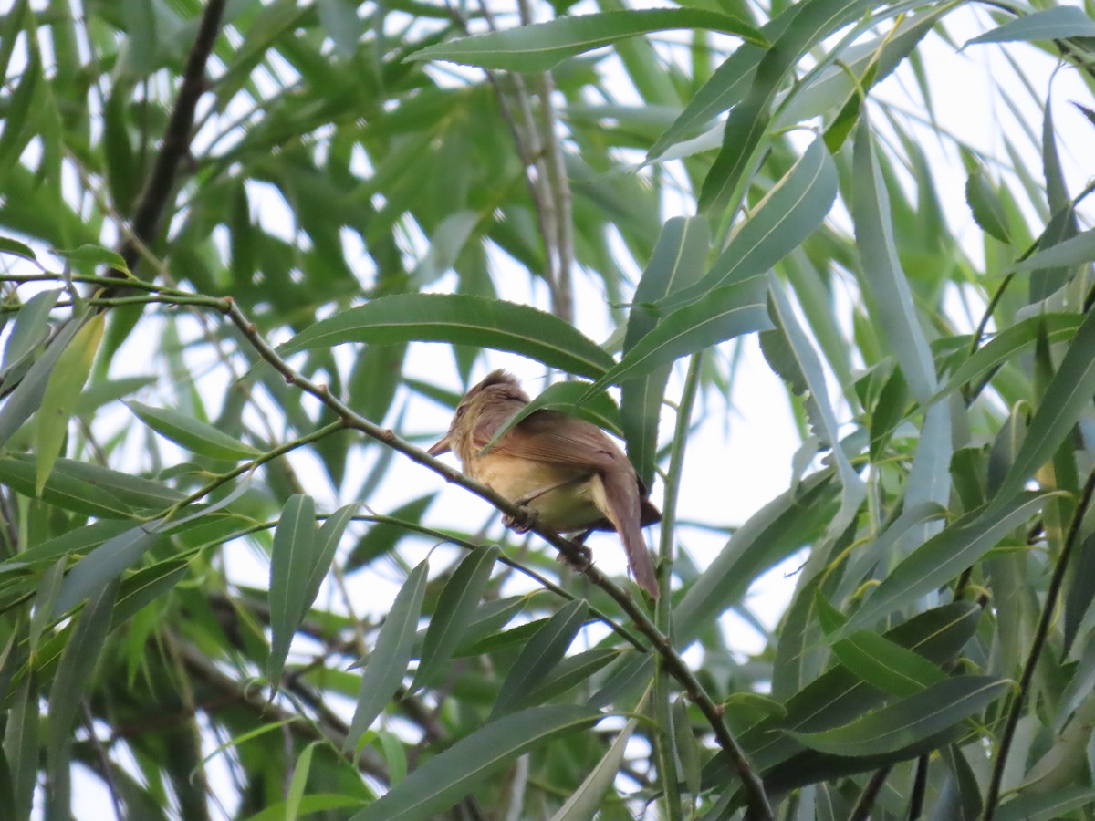Oriental Reed Warbler - ML638435801