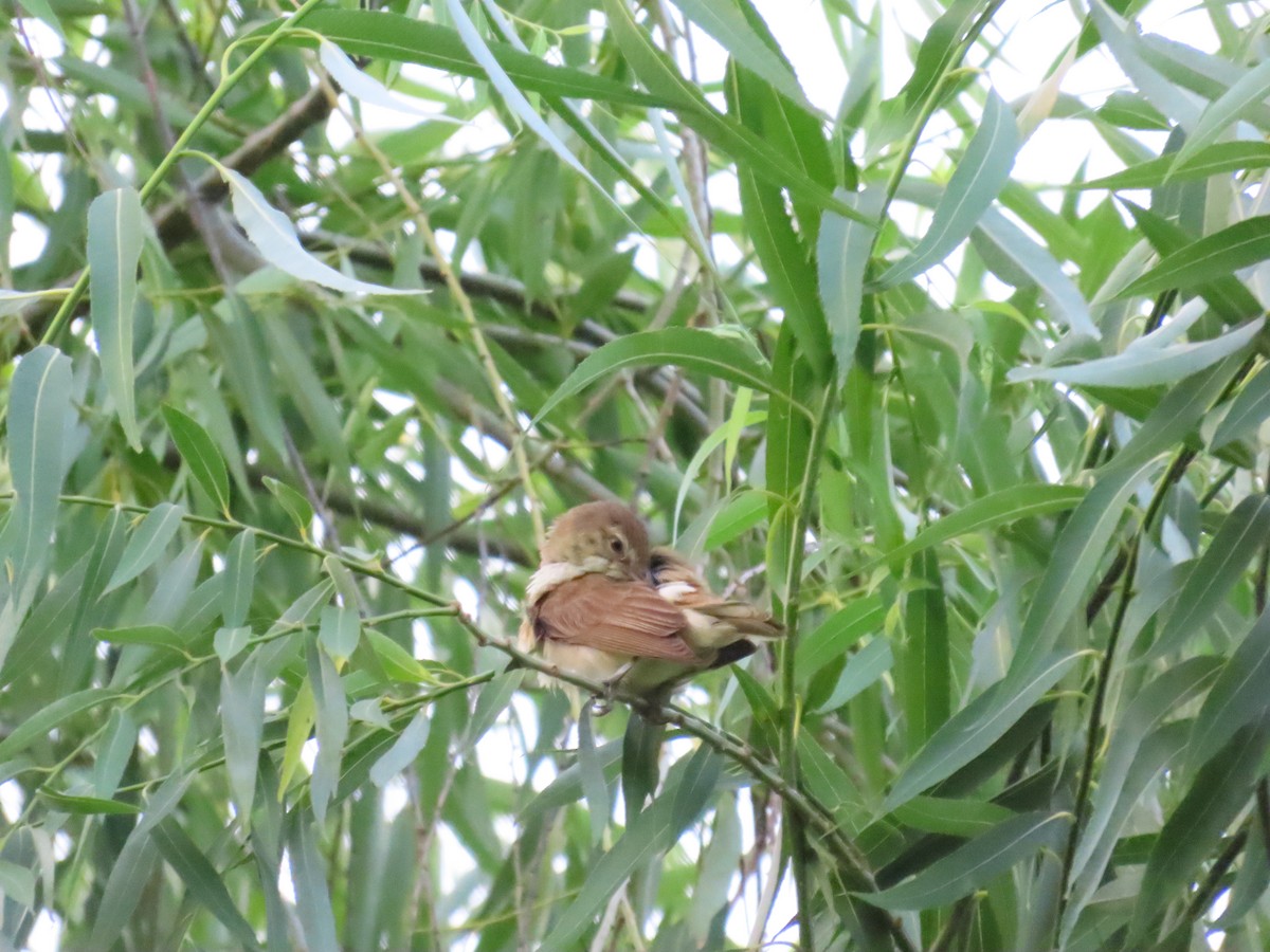 Oriental Reed Warbler - ML638435802