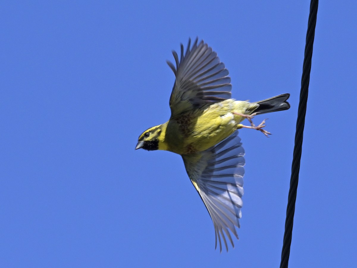 Cirl Bunting - ML638435804