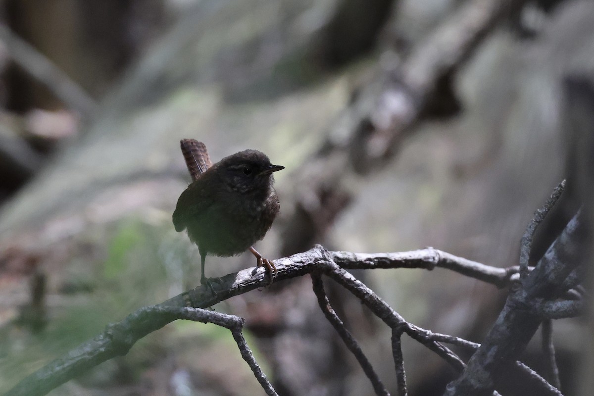 Winter Wren - ML638435811