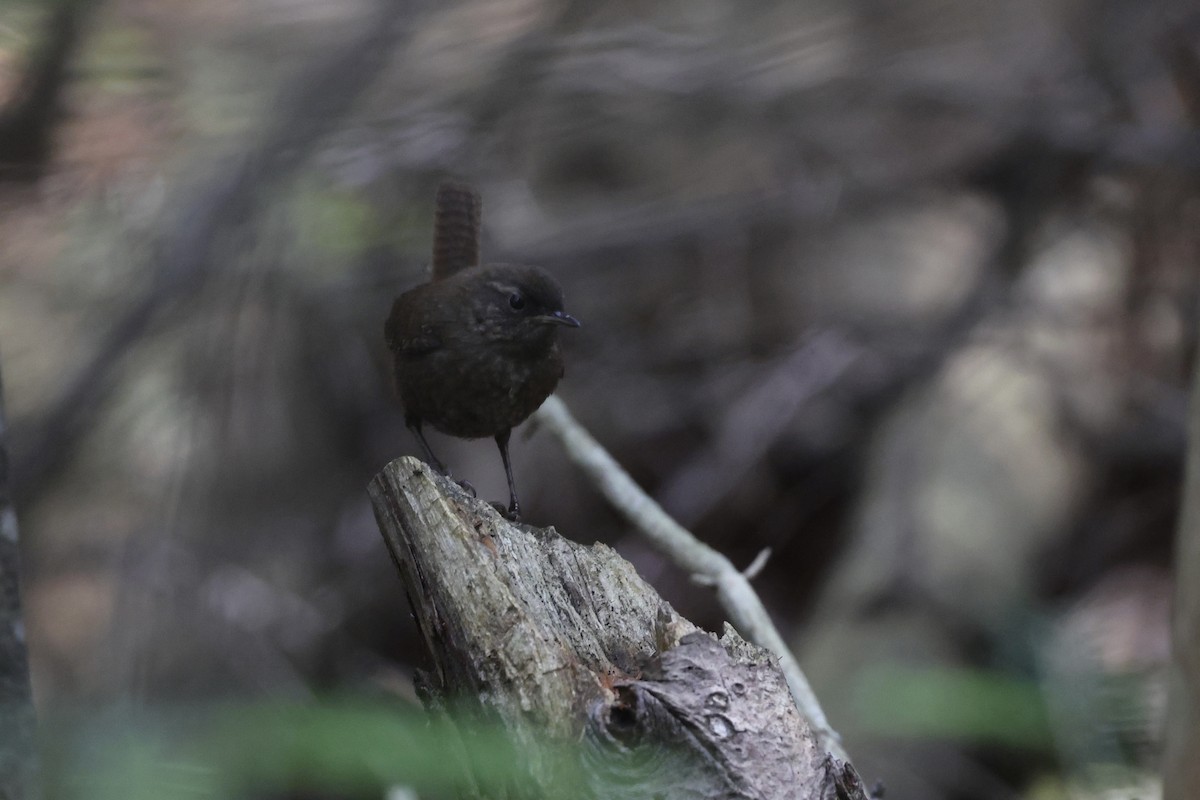 Winter Wren - ML638435812