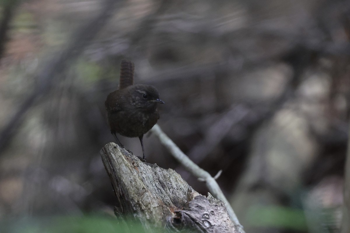Winter Wren - ML638435813