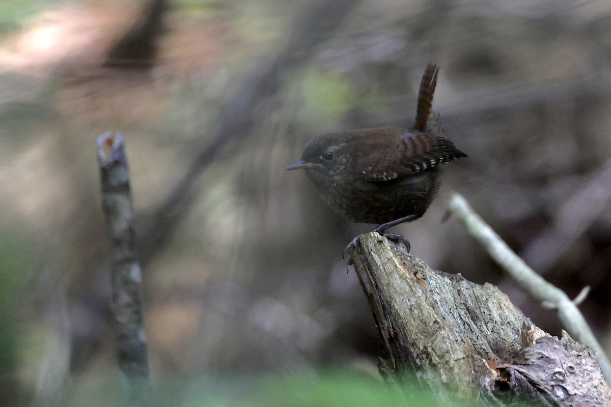 Winter Wren - ML638435814