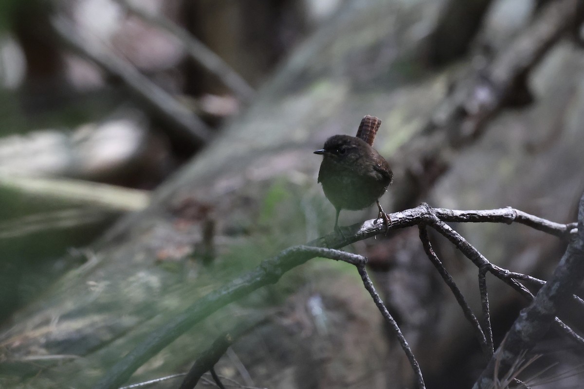 Winter Wren - ML638435815
