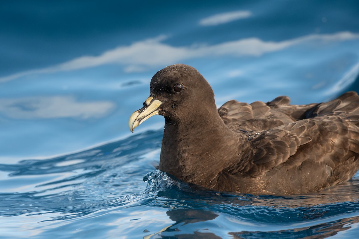 White-chinned Petrel - ML638435829