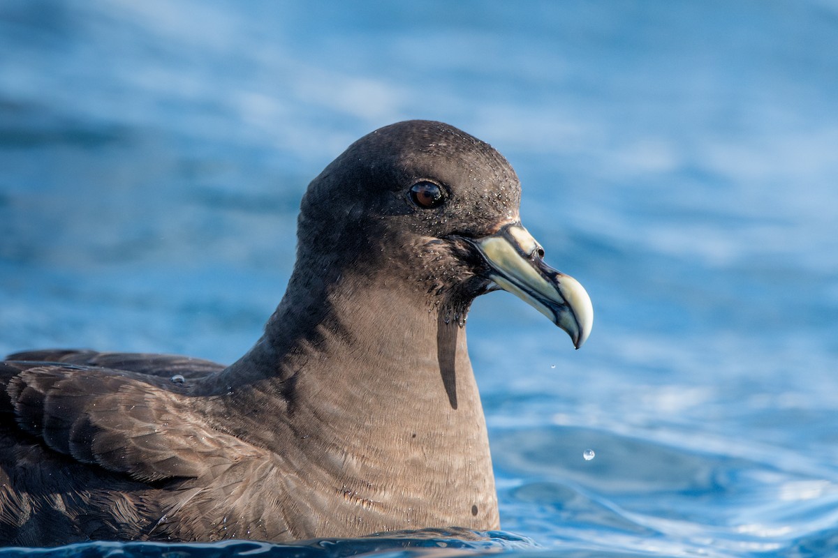 White-chinned Petrel - ML638435831