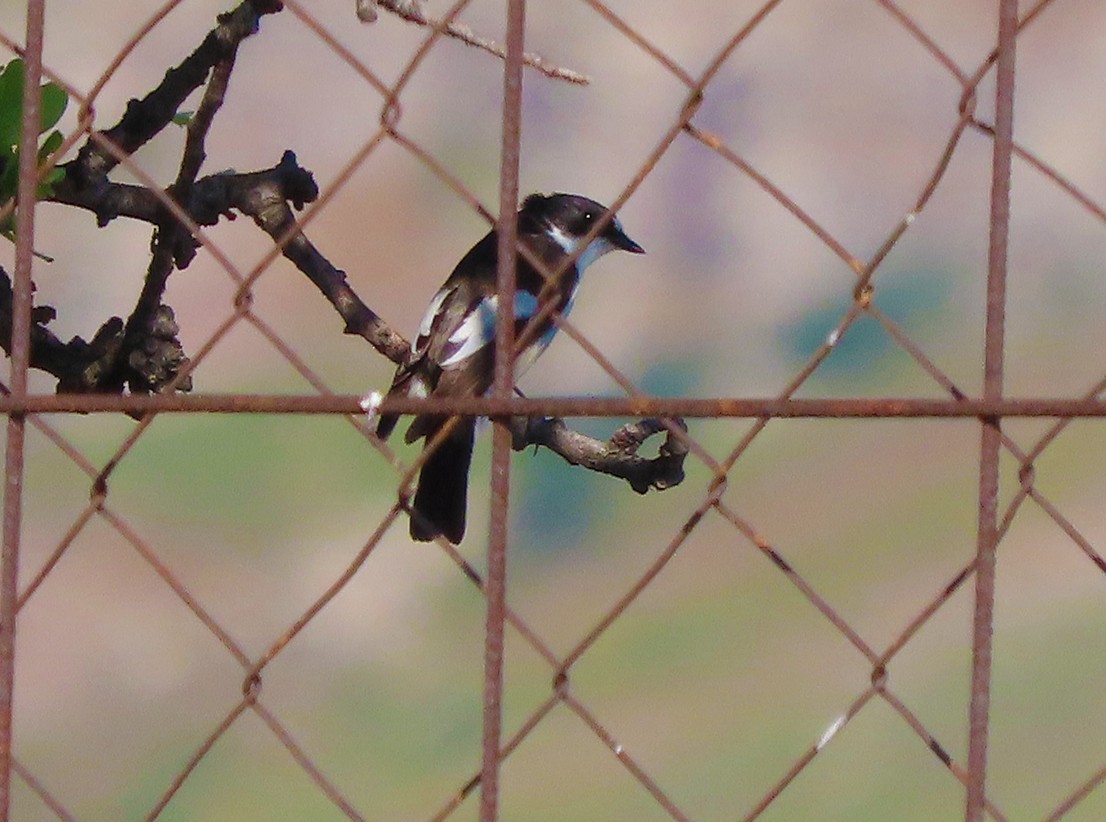 lejsek černohlavý - ML638435832