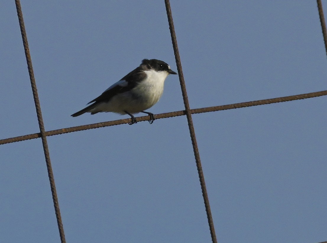 lejsek černohlavý - ML638435833