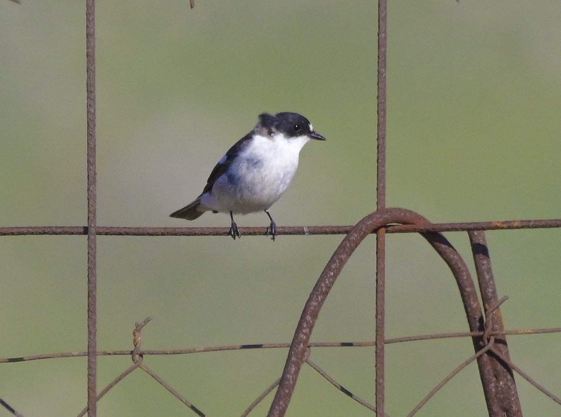 lejsek černohlavý - ML638435834