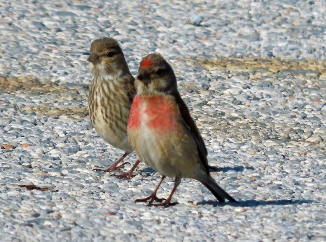 konopka obecná - ML638435842