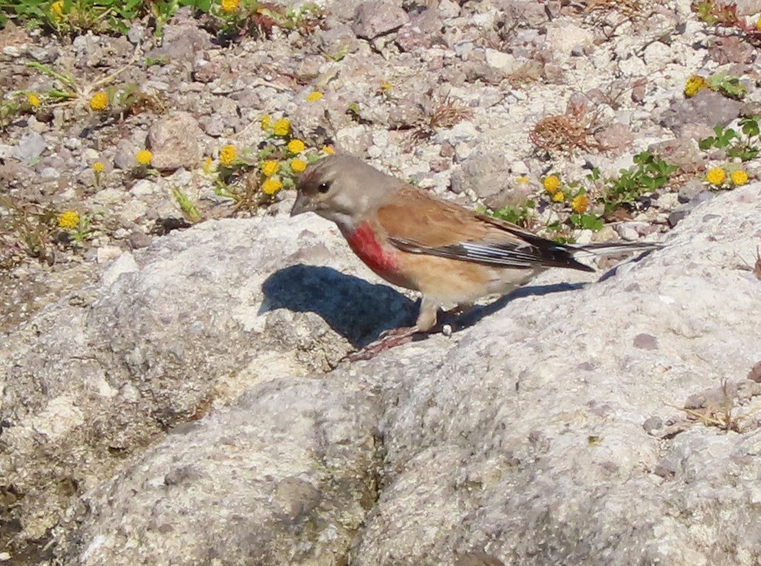 konopka obecná - ML638435843