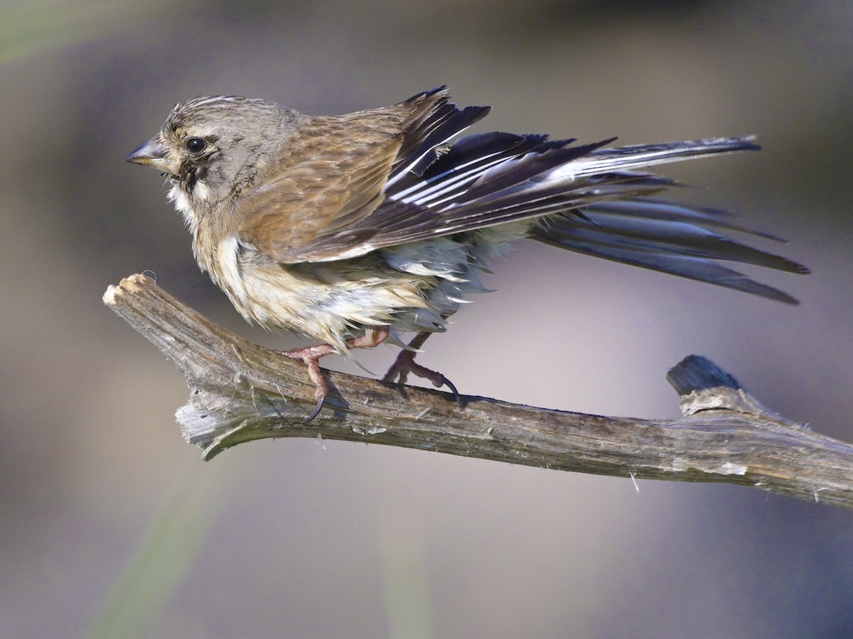 konopka obecná - ML638435844