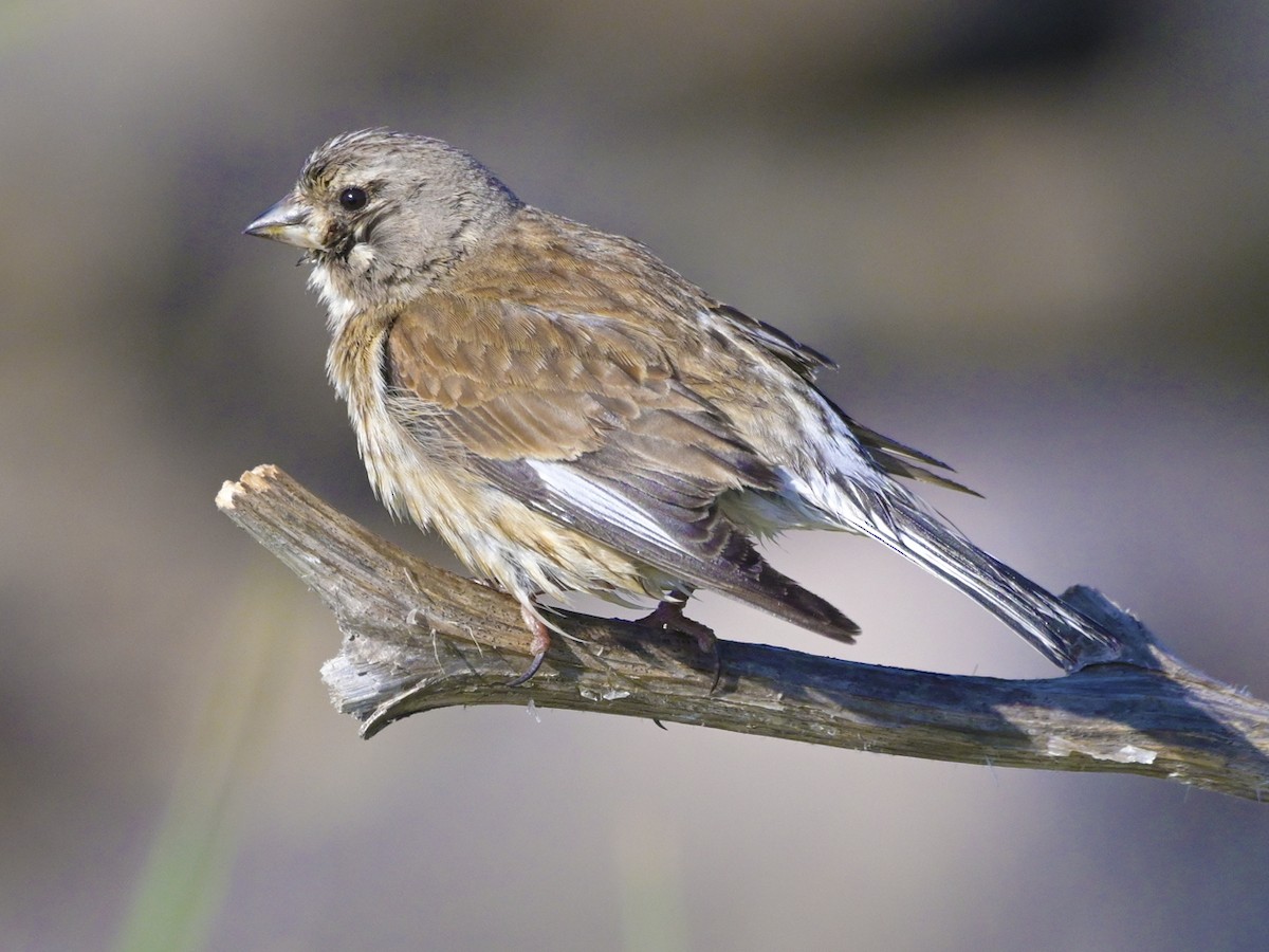 konopka obecná - ML638435845